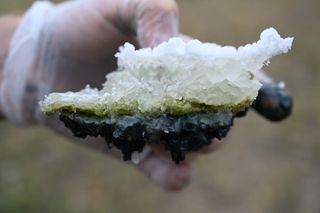 salt crust recovered from Last Chance Lake with green algae and black sediment at its base