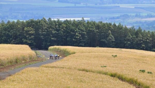The leaders wind their way through sugar cane fields in the Hilton hills