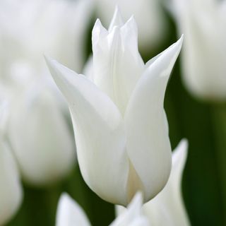 white triumphator tulip 