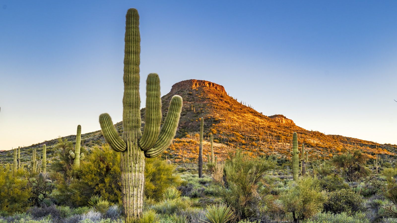 Best desert plants: 6 drought-tolerant shrubs and flowers | Homes & Gardens