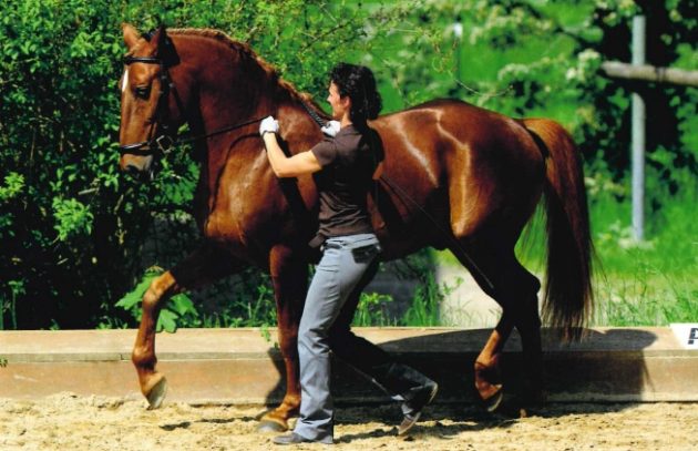Dressage-Training-In-Hand-pic-1-e1544111834509.jpg
