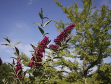 Butterfly Bushes