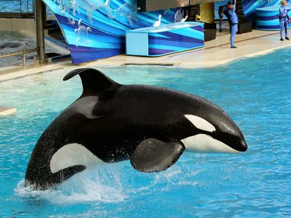 SeaWorld orcas