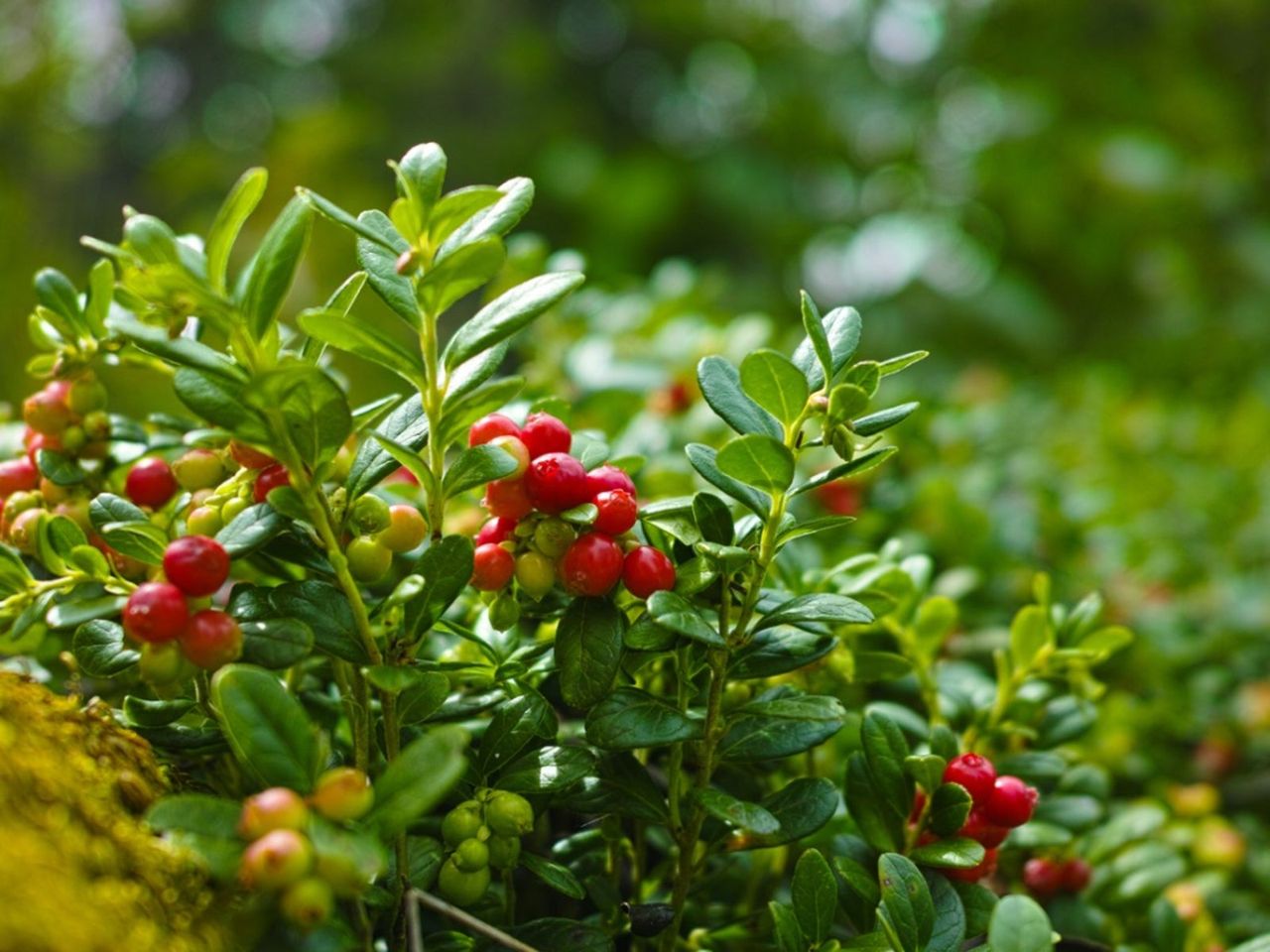 Cranberry Plant Full Of Berries