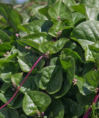 Malabar spinach plant growing in a vegetable garden