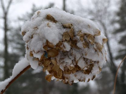 Dead Hydrangea Plant Covered In Snow
