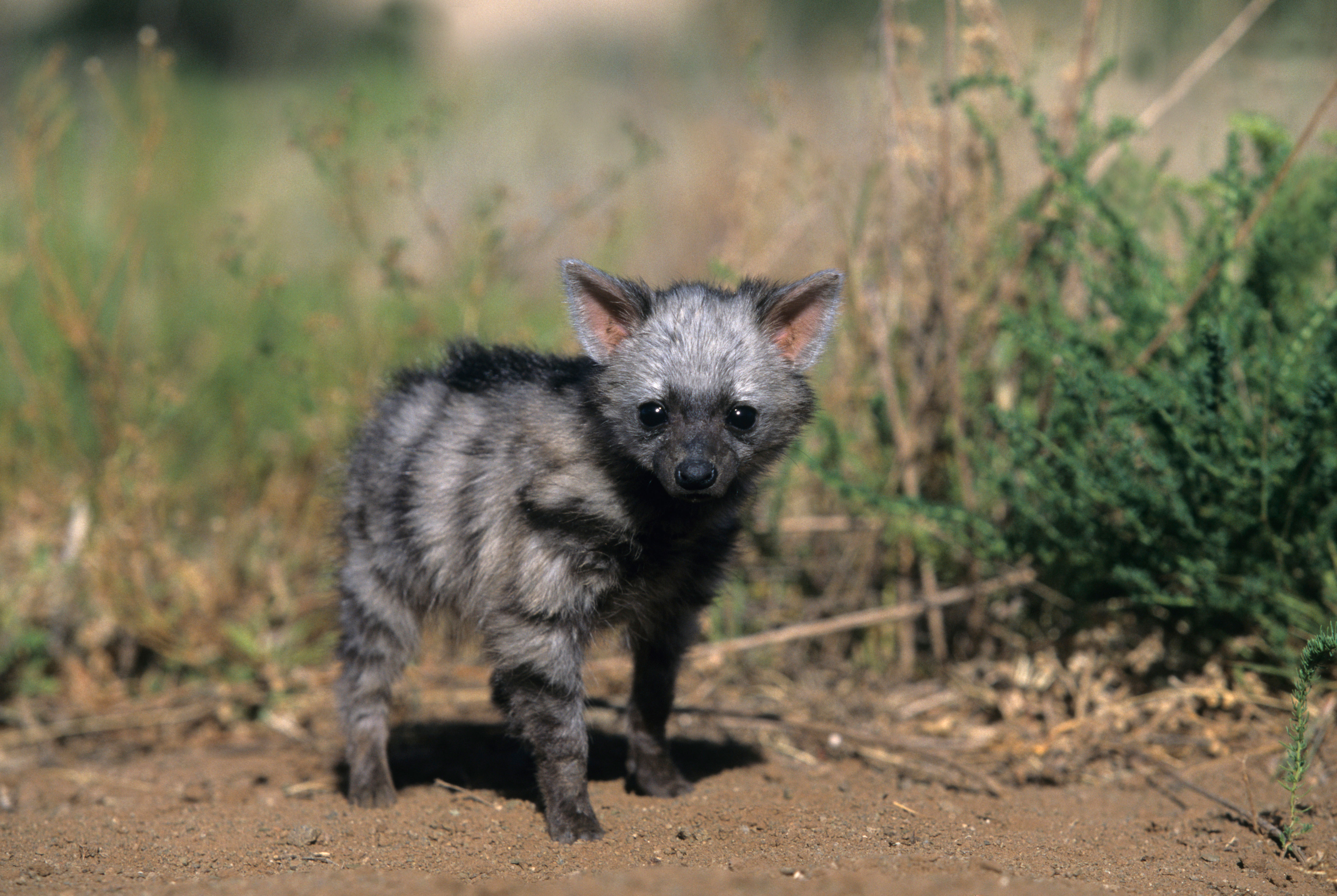 Aardwolf: la extraña prima hiena que se come 300.000 termitas cada noche