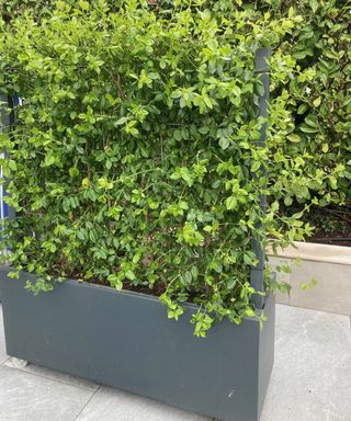 moveable hedging screen in planter on wheels