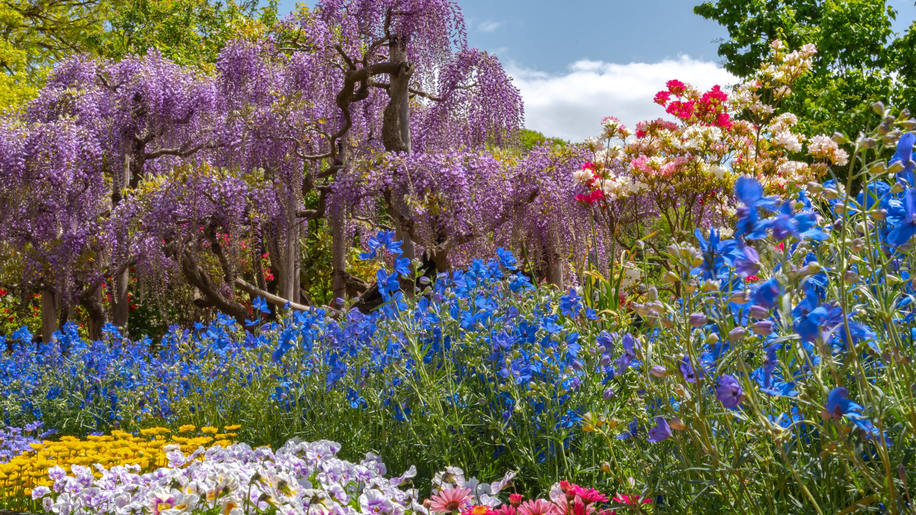 View of full bloom colorful multiple kind of flowers in springtime sunny day
