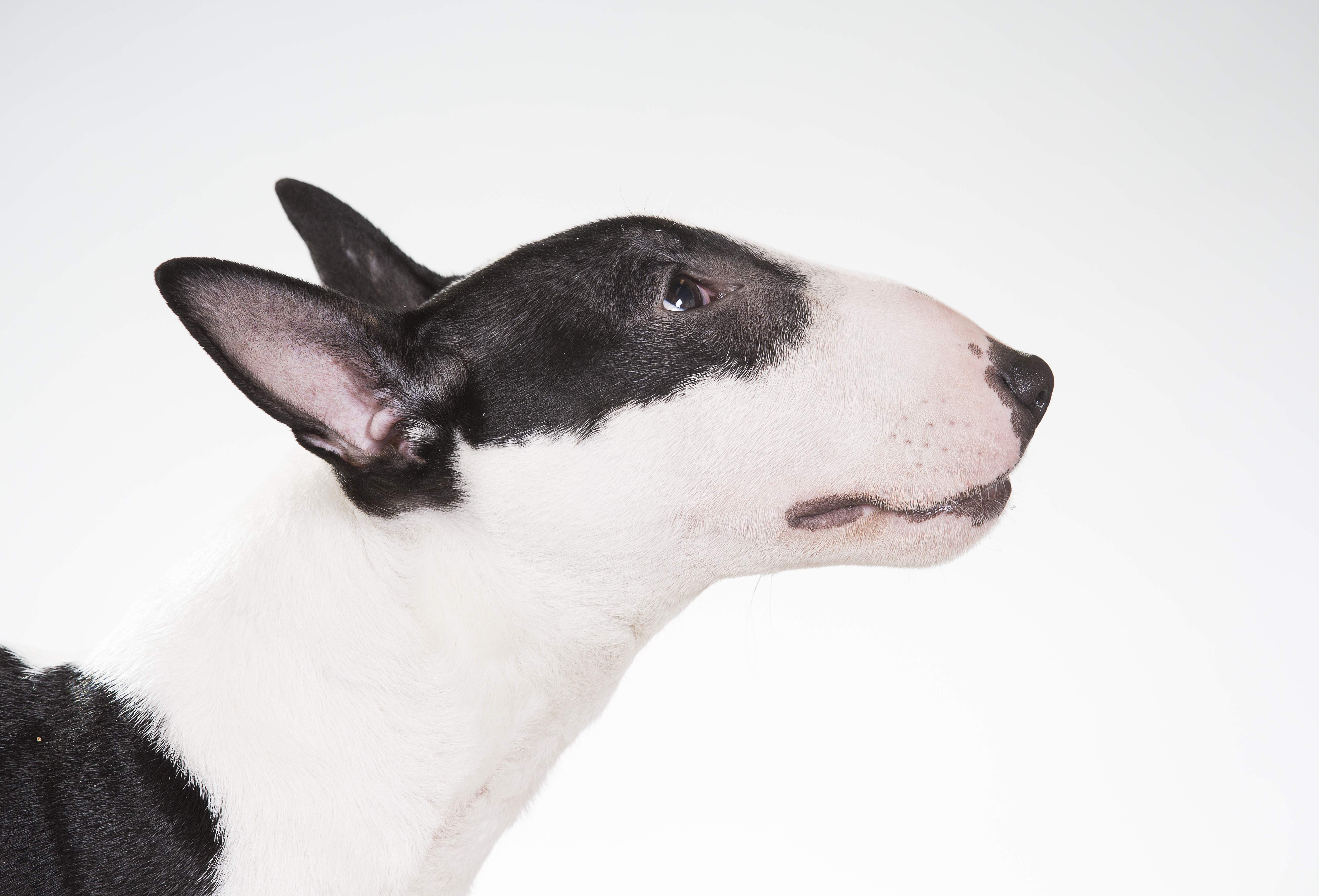 Miniature bull terrier in profile