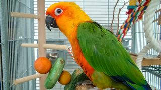 Orange and green parrot in his cage surrounded by DIY bird toys