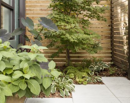 A modern patio with a wooden slatted fence and shrubs in planters