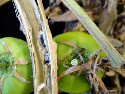 tomatoes timber rot