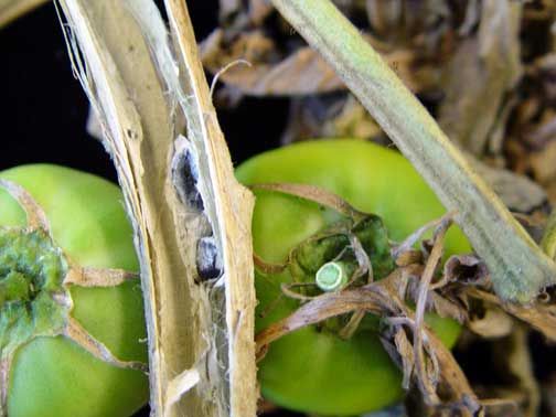 tomatoes timber rot