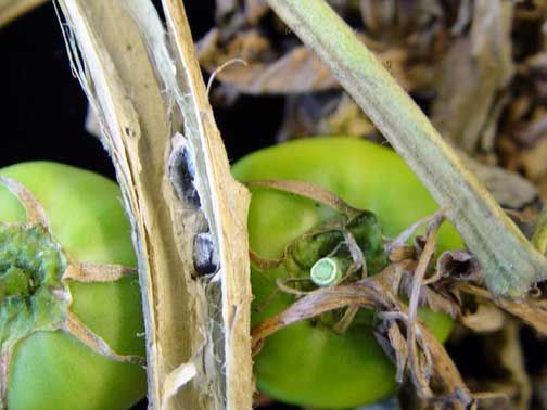 What Is Timber Rot Of Tomatoes: Tips For The Control Of Sclerotinia ...