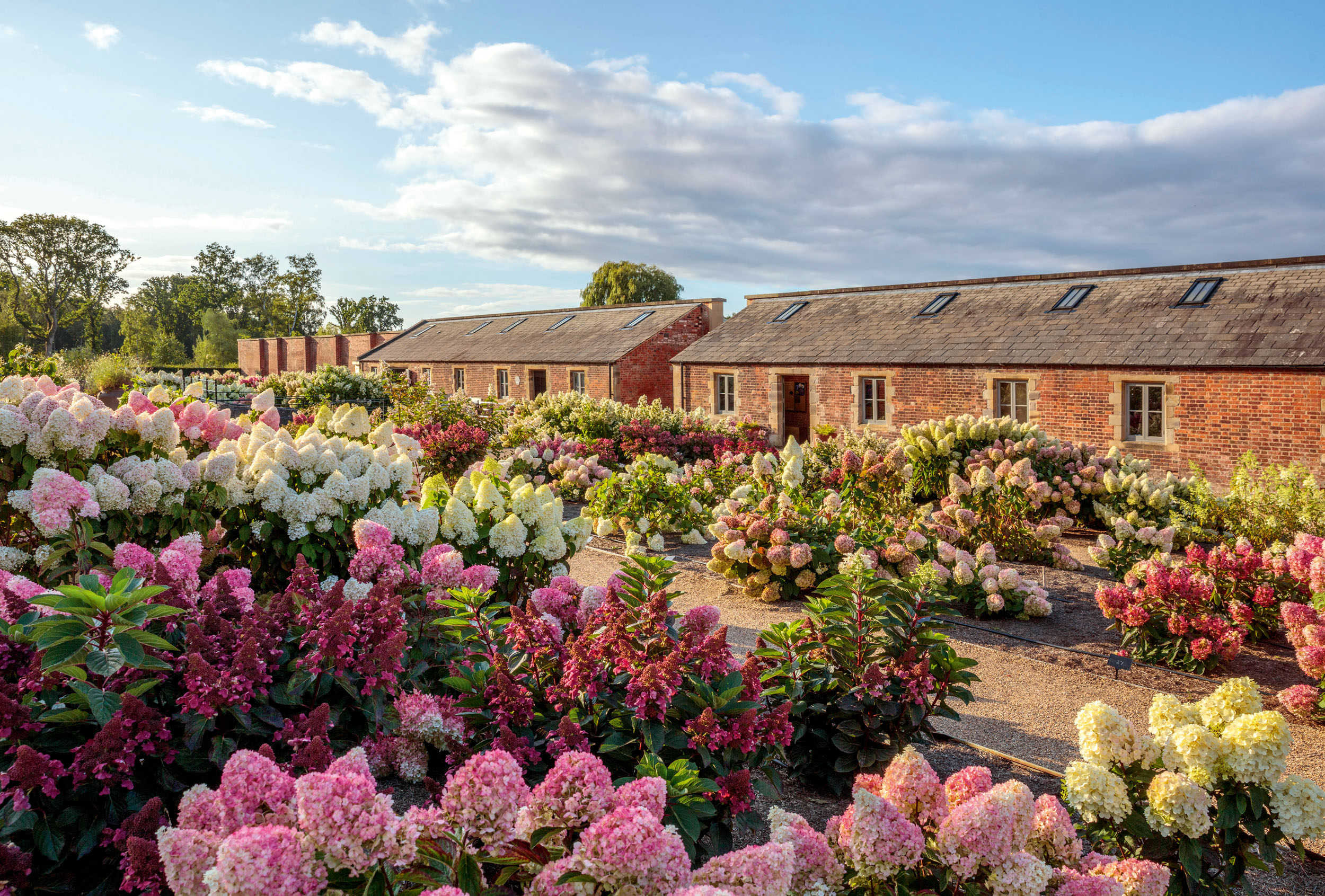Hydrangeas at RHS Bridgewater 