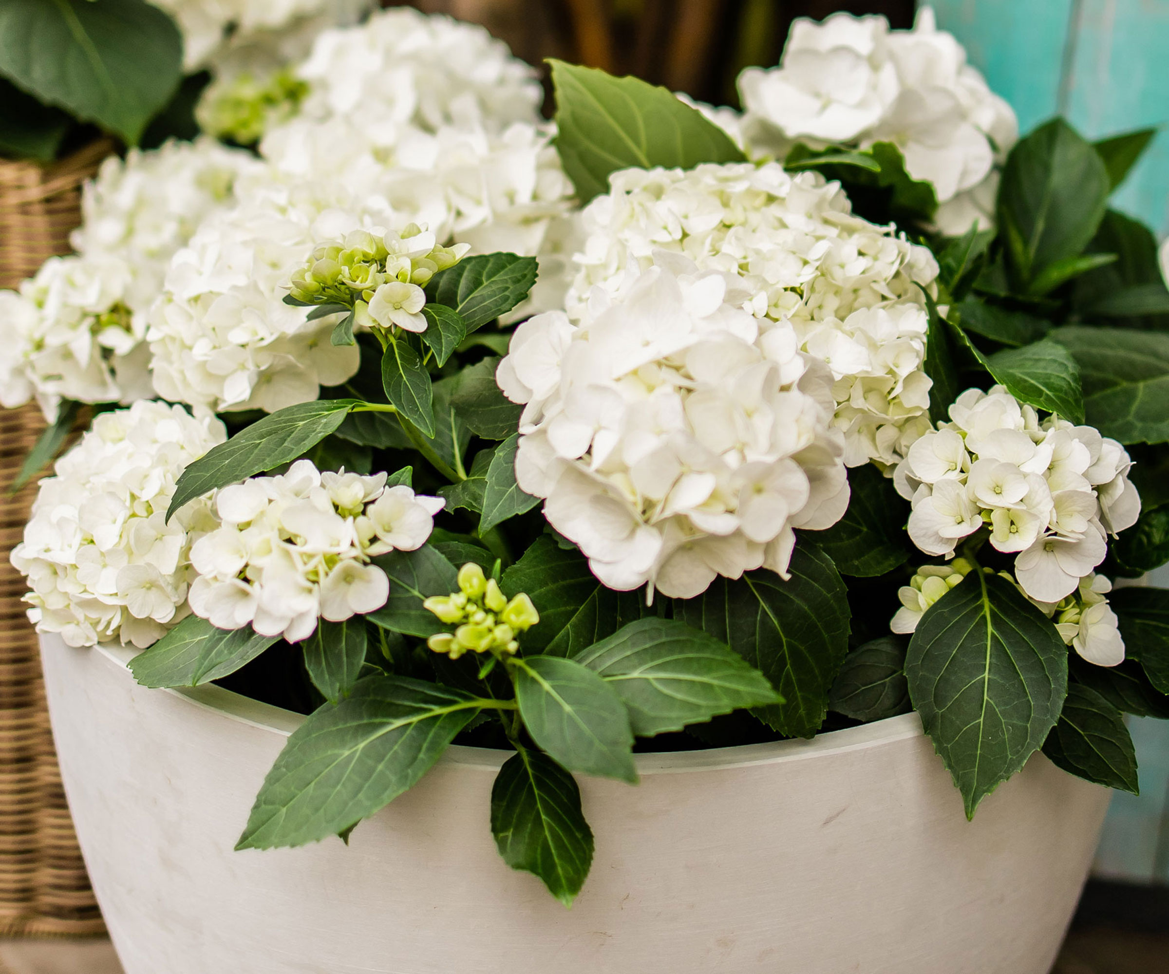 white hydrangea in container