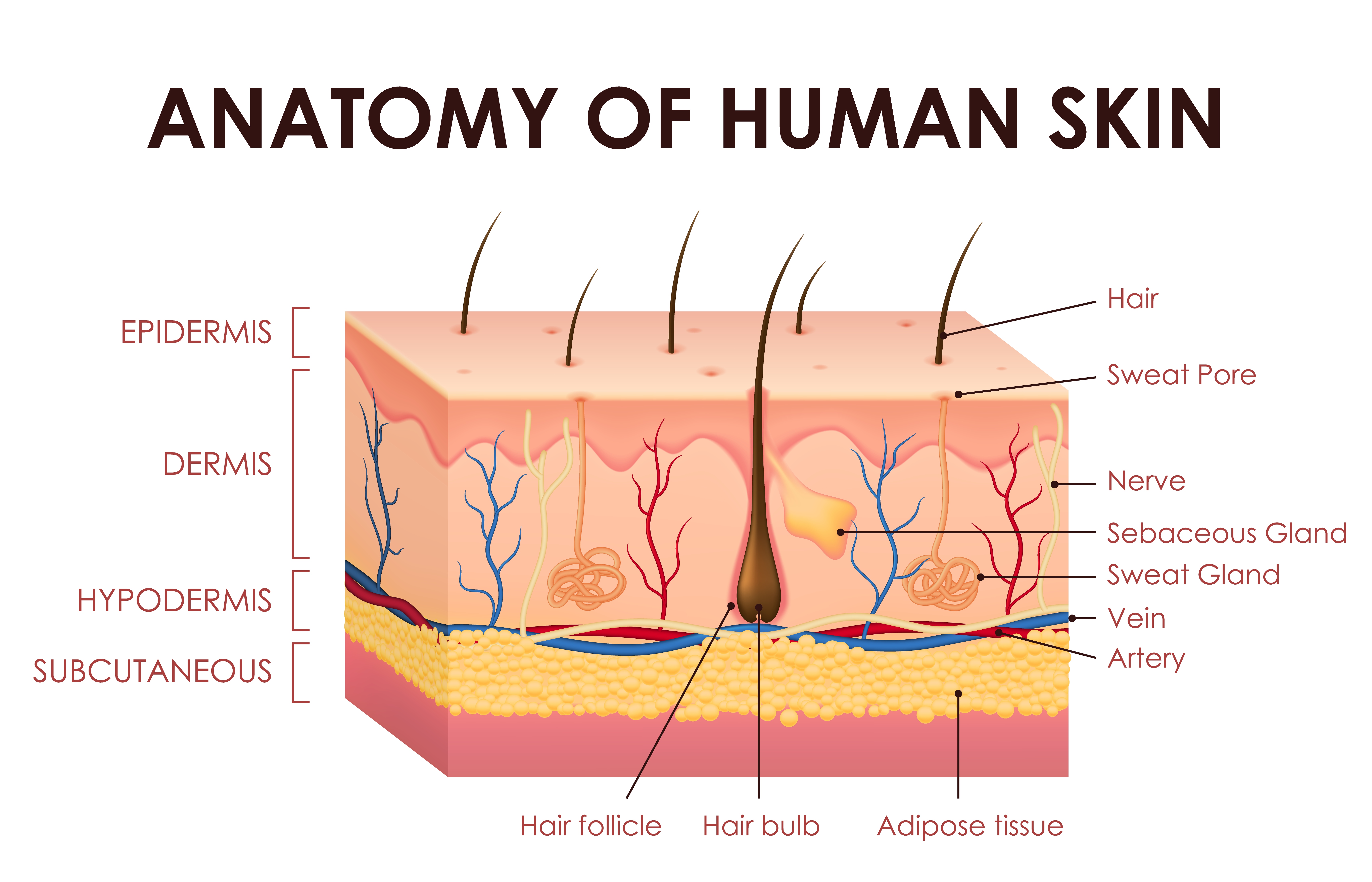 Human skin structure anatomy vector educational diagram showing detailed epidermis, dermis, hypodermis and subcutaneous layers, hair follicle, sebaceous glands, sweat glands, veins and adipose tissue.