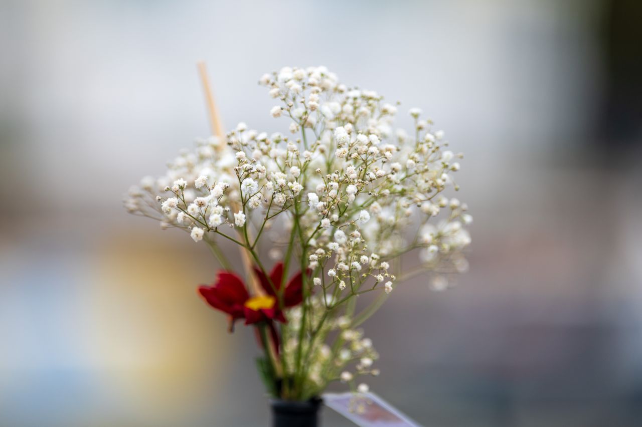 Laowa 200mm f/2 AF FF example shot