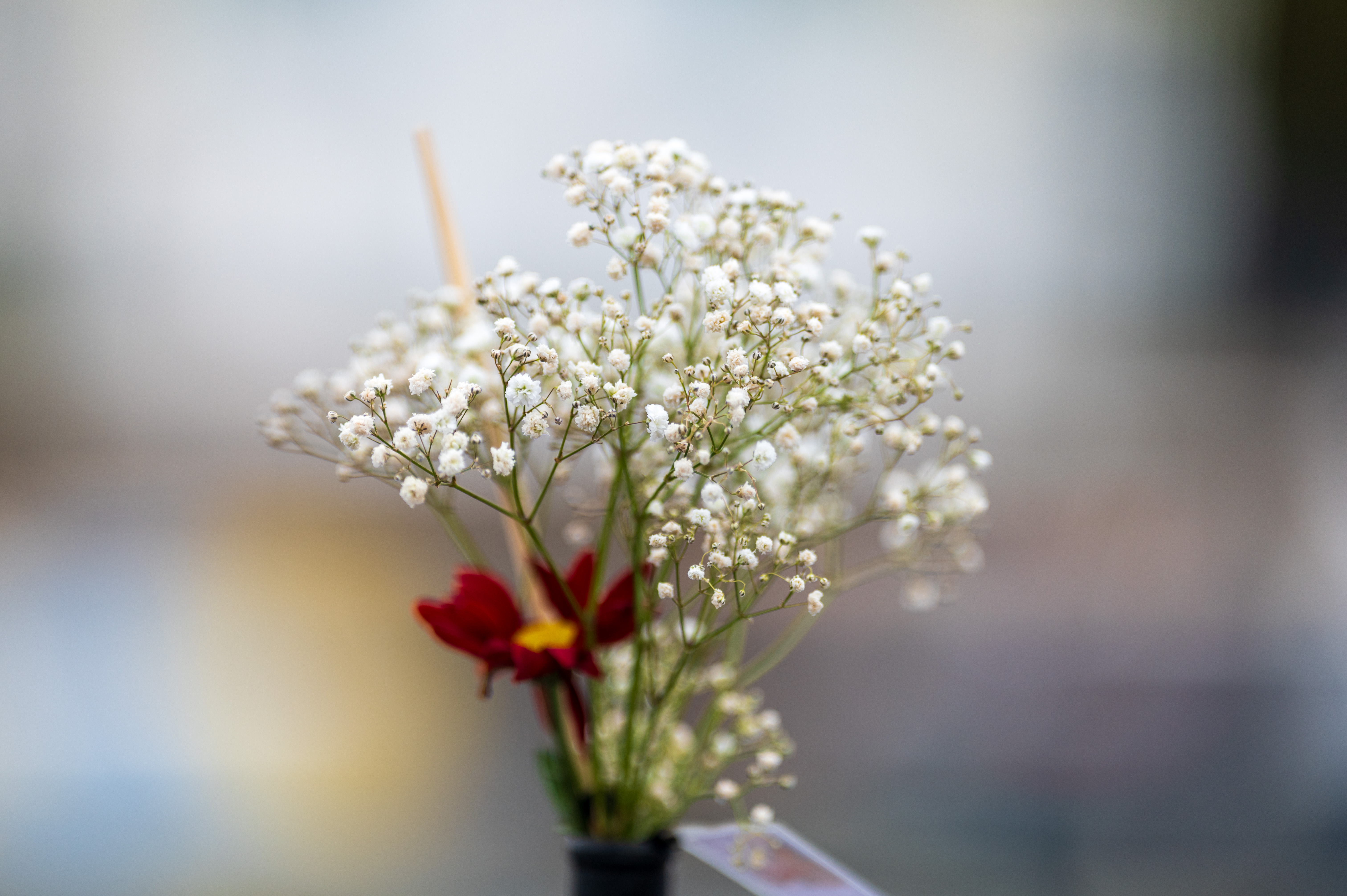Laowa 200mm f/2 AF FF example shot