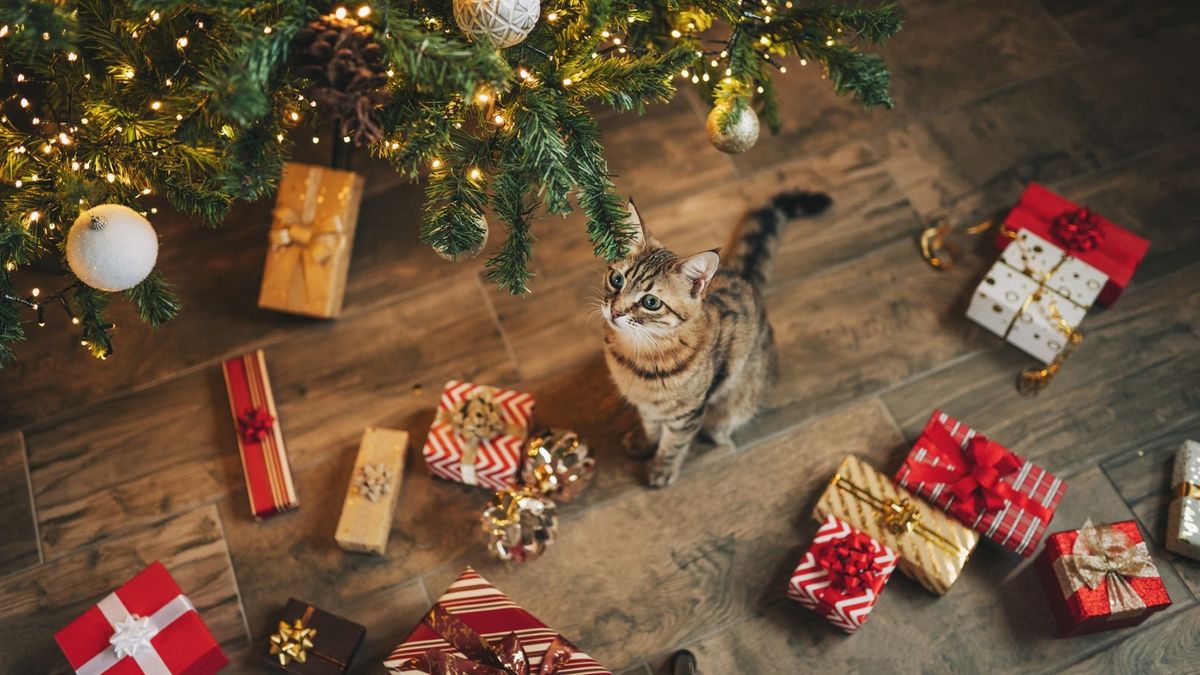 Cat surrounded by the best Christmas gifts for cats (wrapped) under a holiday tree