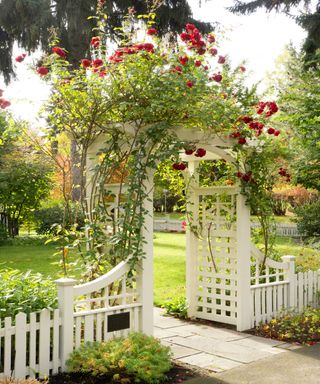 white picket fence with climbing roses