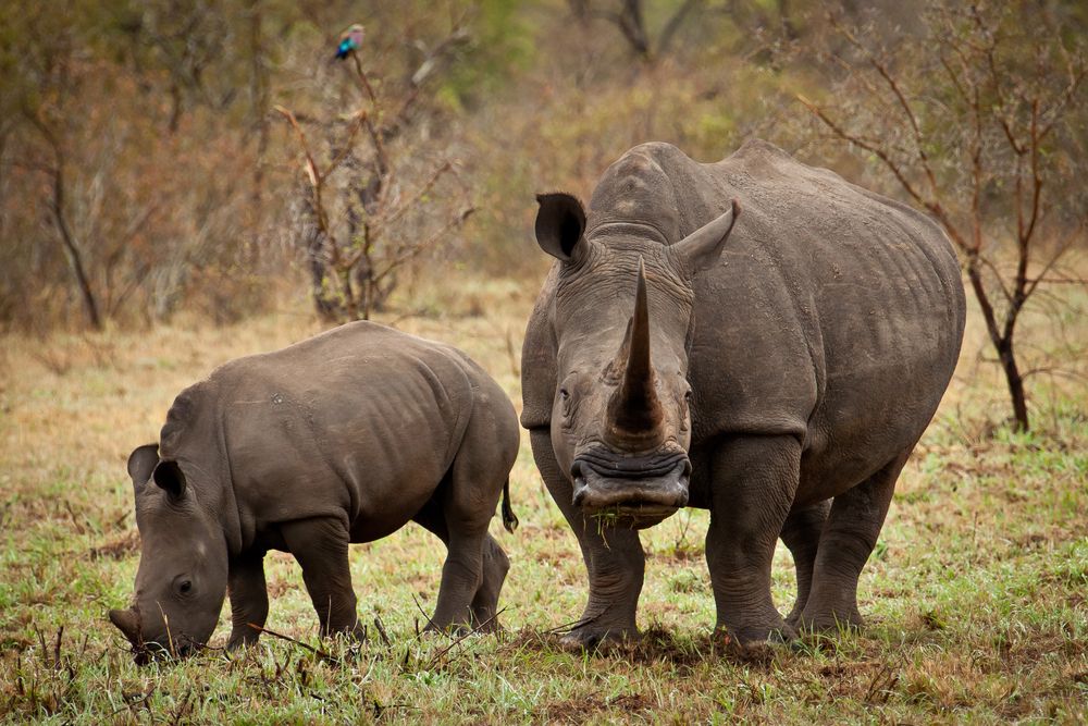 A white rhino mother and calf grazing.