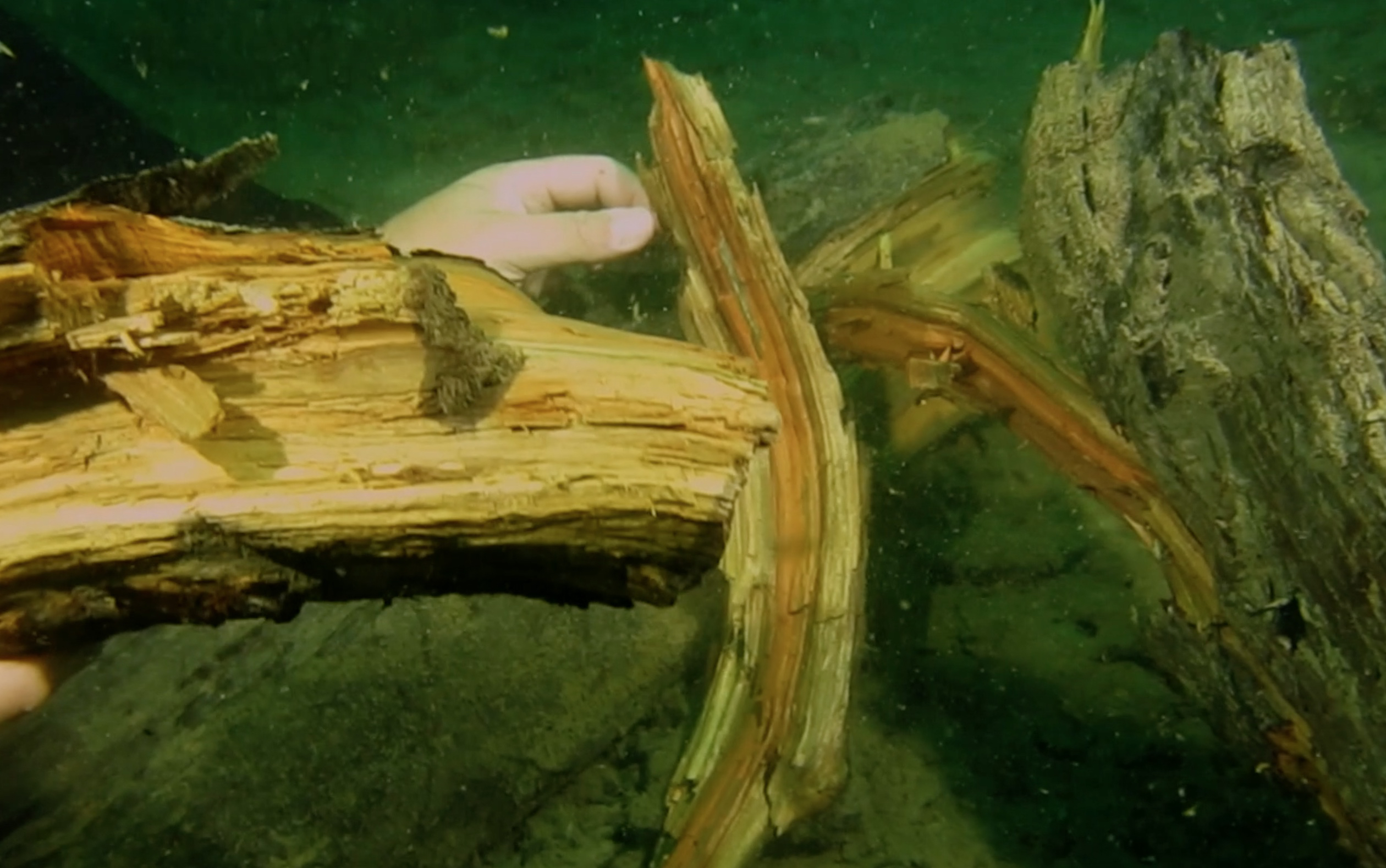 Primeval Underwater Forest