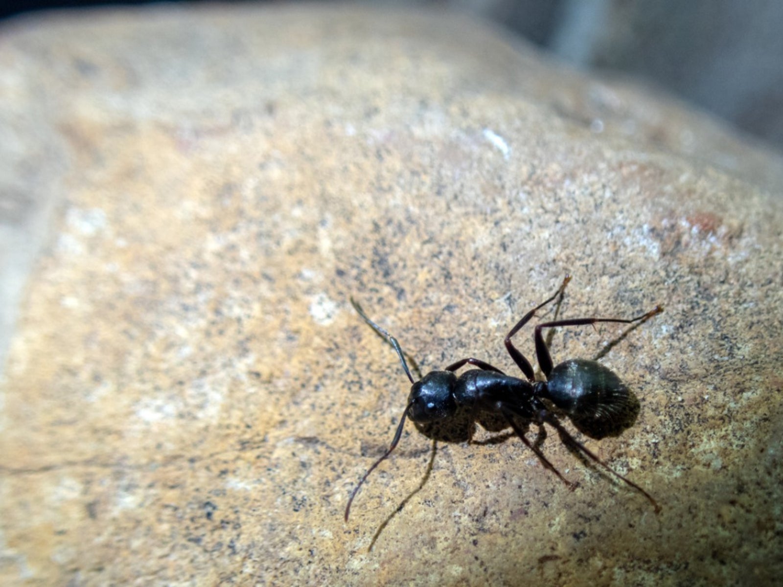 How to Get Rid of Carpenter Ants — Best Ways to Kill Carpenter Ants