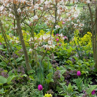 mix of ground planting including spring tulips under an amelanchier tree