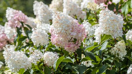 'Limelight' hydrangea paniculata in bloom