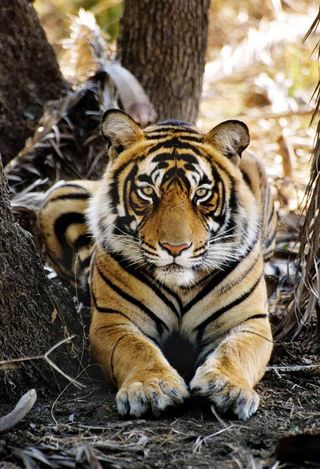 tiger-front-101116-02