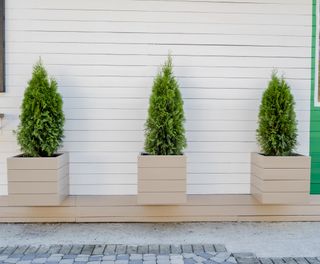 Three Arborvitae trees in box planters against a white weatherboard house