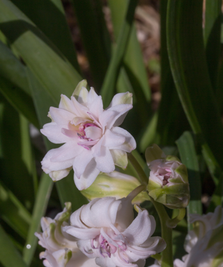 Gloria Mundi hyacinth