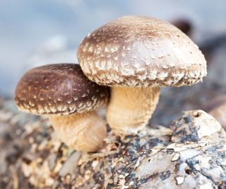 shiitake mushrooms growing on a log