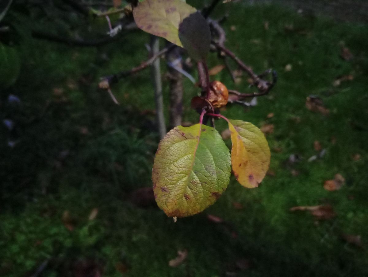 A close-up shot taken outdoors in low light shows good depth of field, but image noise is very apparent up close.