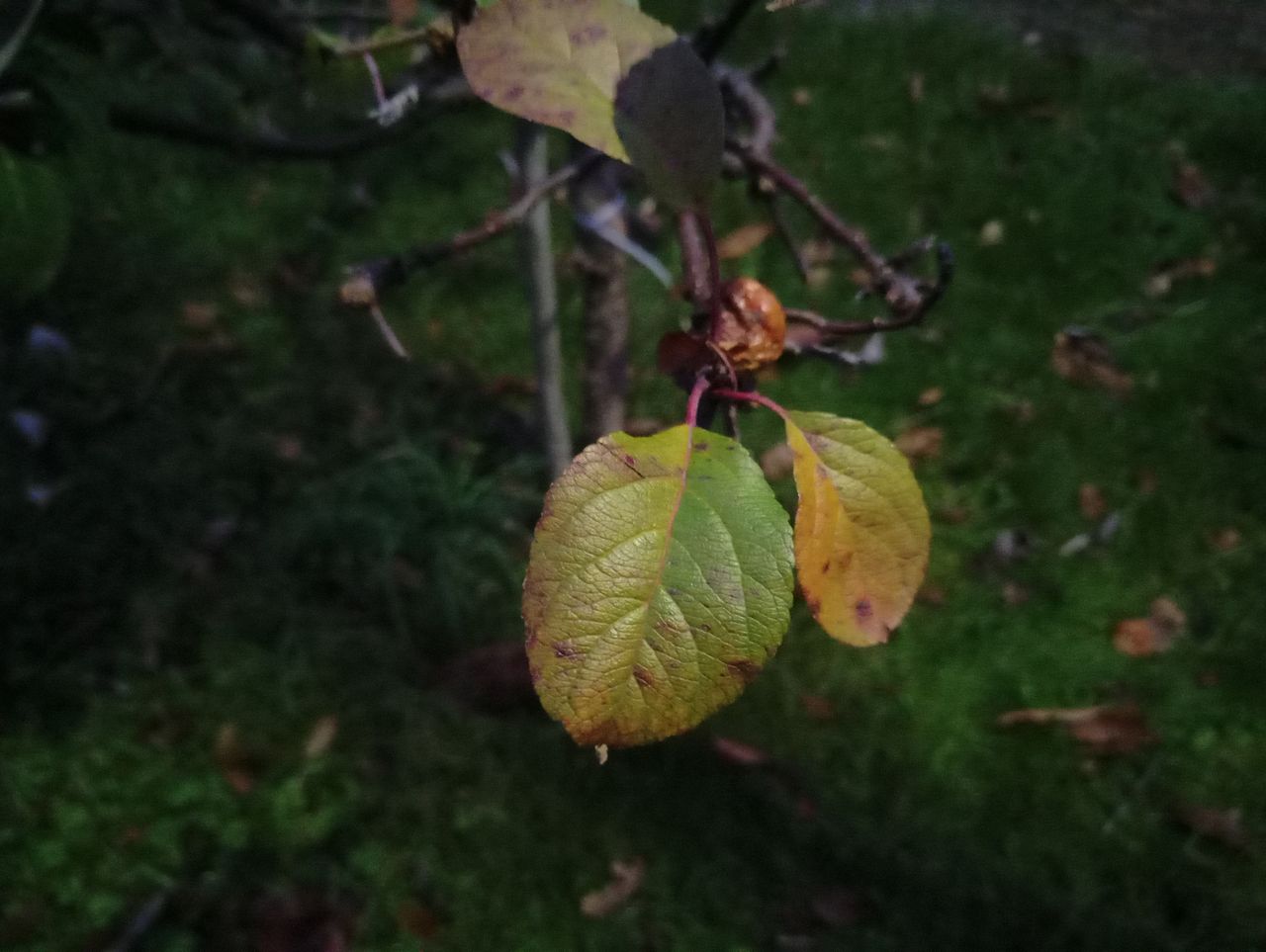 A close-up shot taken outdoors in low light shows good depth of field, but image noise is very apparent up close.