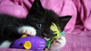 Kitten with catnip toy