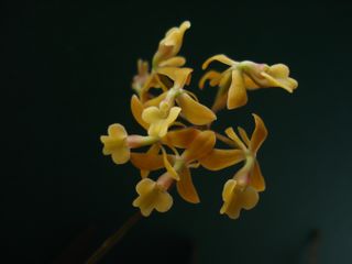 An image of an orchid