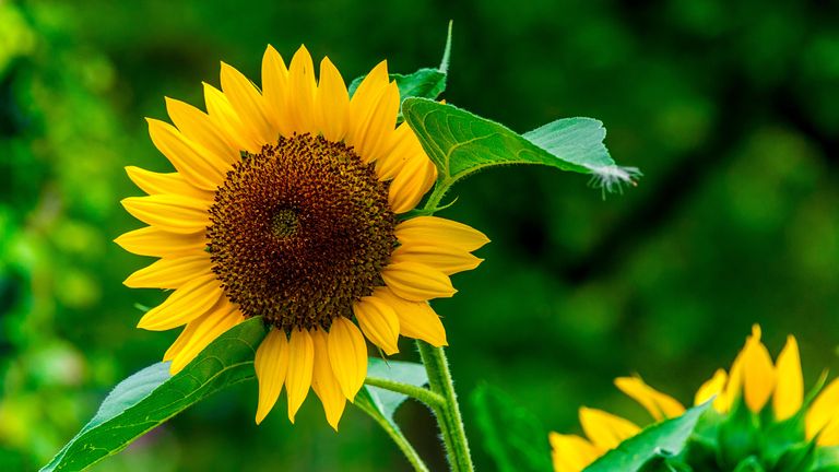 How To Grow Sunflowers: Add These Blooms To Your Garden For A Burst Of ...