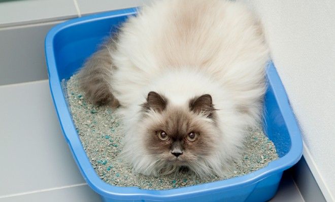 A Parasite Spread by Cat Poop Is Infecting (and Probably Killing