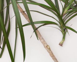 Top view cutted sprout of Dracaena marginata from trunk to plant it on white background