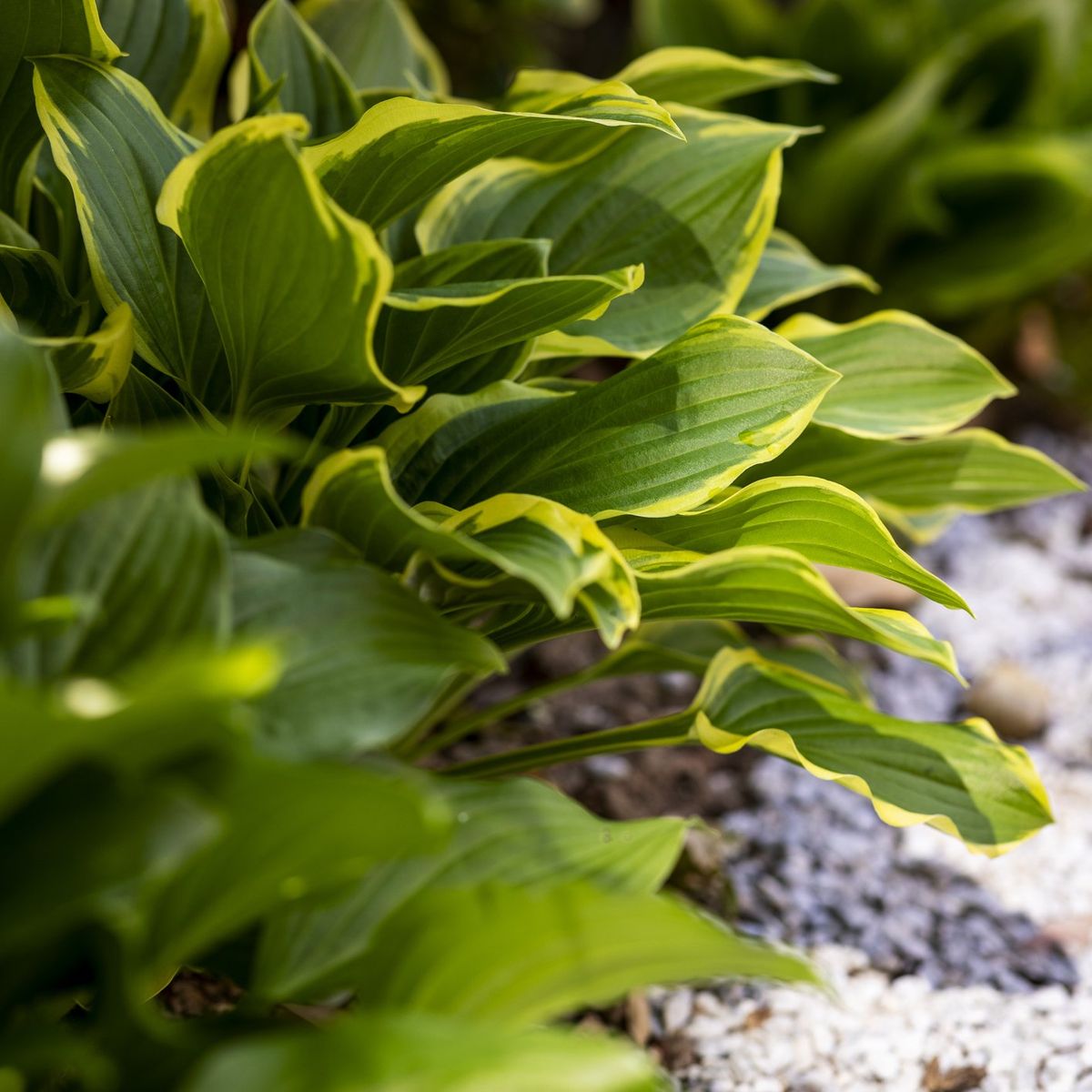 Hosta Fertilizer Needs: Information About Feeding Hostas | Gardening
