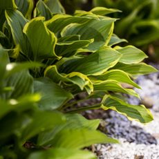 close up of hosta giboshi leaf sprouts