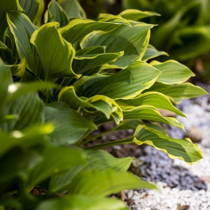 close up of hosta giboshi leaf sprouts