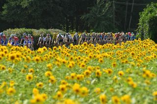 Sunflowers along the route of stage 18 at the Tour de France