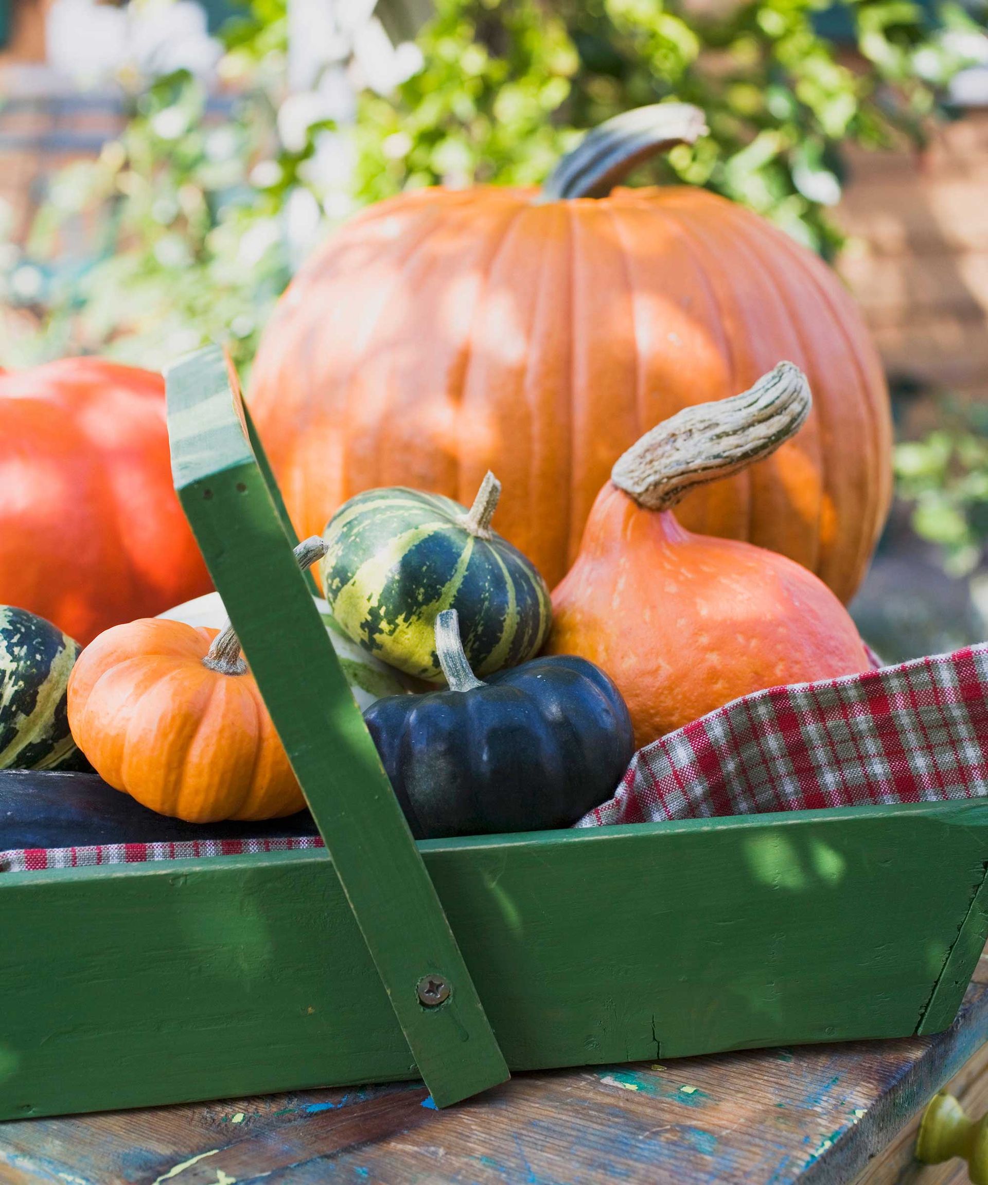 How to get rid of squash vine borers 5 methods to try Homes & Gardens