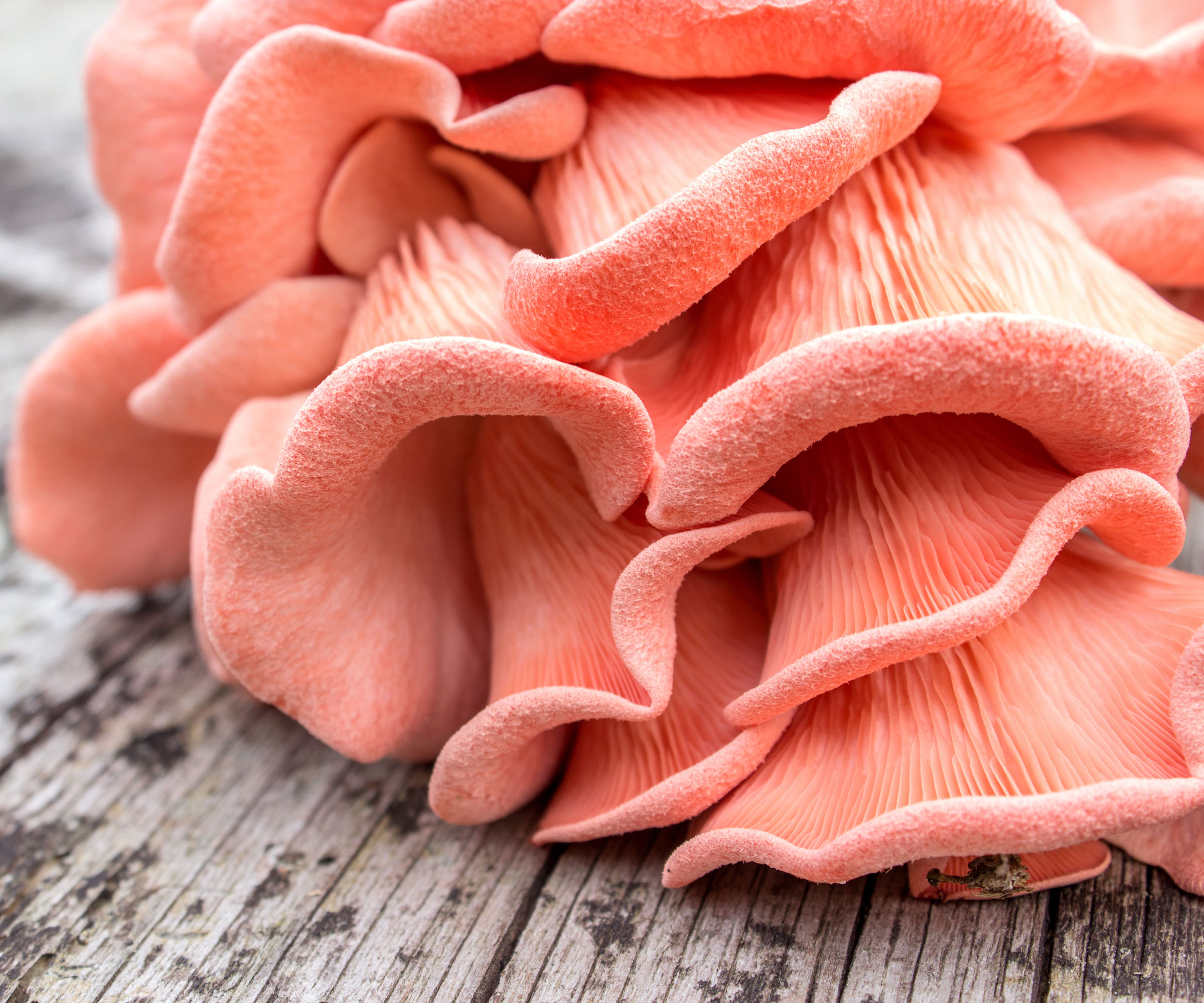 pink oyster mushrooms on wooden table