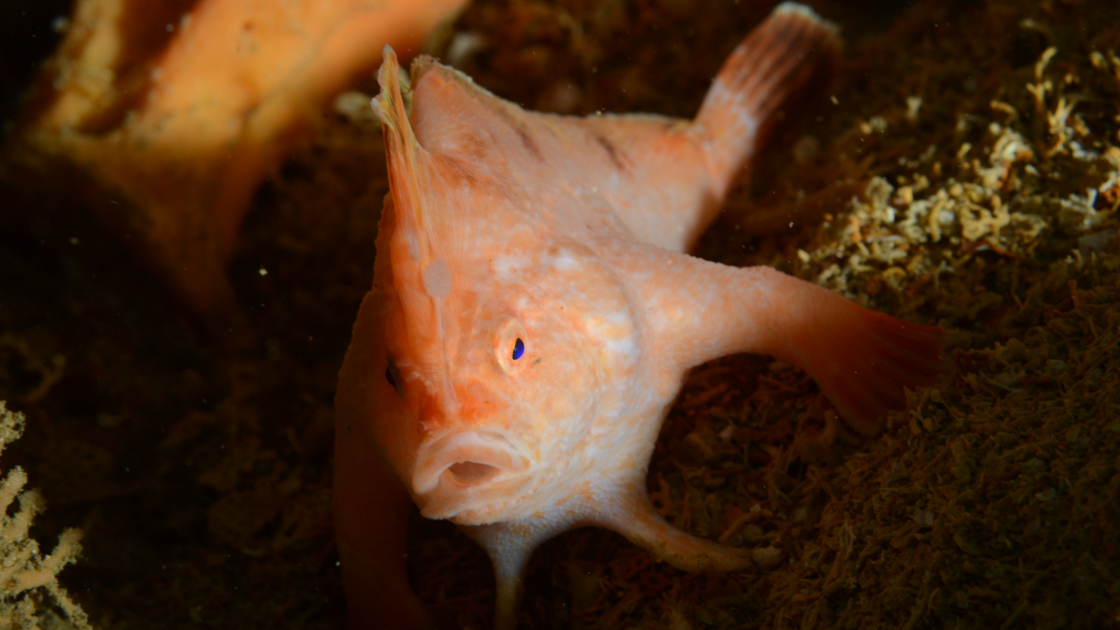Close up photo of the Pink hand fish on the wreck of the SS Tasman,