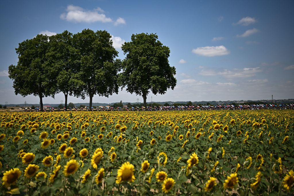 TOPSHOT The pack of riders cycles past sunflower fields during the 17th stage of the 109th edition of the Tour de France cycling race 1297 km between SaintGaudens and Peyragudes in southwestern France on July 20 2022 Photo by AnneChristine POUJOULAT AFP Photo by ANNECHRISTINE POUJOULATAFP via Getty Images